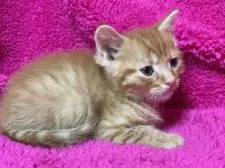 マンチカン(長足)【埼玉県・男の子・2017年12月20日・レッドタビー】の写真3