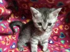 マンチカン【埼玉県・女の子・2017年2月21日・シルバーパッチドタビー】の写真3