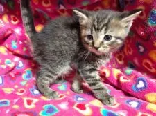 マンチカン【埼玉県・女の子・2017年2月20日・ブラウンパッチドタビー】の写真3