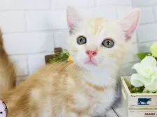 マンチカン(短足)【埼玉県・男の子・2018年3月22日・クリームタビー】の写真3