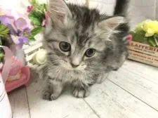 ミヌエット【埼玉県・男の子・2019年4月15日・シェーデットシルバー】の写真4