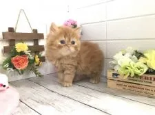 ペルシャ【埼玉県・男の子・2021年3月14日・レッドタビー】の写真4