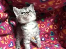 マンチカン【埼玉県・女の子・2017年2月21日・シルバーパッチドタビー】の写真4