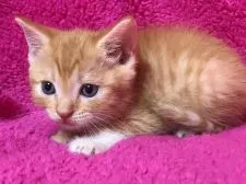 マンチカン(長足)【埼玉県・男の子・2018年1月17日・レッドタビー&ホワイト】の写真4