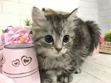 ミヌエット【埼玉県・男の子・2019年4月15日・シェーデットシルバー】の写真5