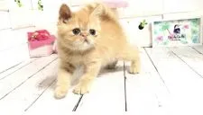 エキゾチックショートヘア【埼玉県・男の子・2021年4月28日・レッドタビー】の写真5