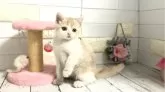 マンチカン(長足)【埼玉県・男の子・2024年9月21日・クリームタビーアンドホワイト】の写真10
