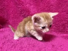 マンチカン(長足)【埼玉県・女の子・2018年2月16日・レッドタビー】の写真5