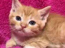 マンチカン(長足)【埼玉県・男の子・2018年1月17日・レッドタビー&ホワイト】の写真5