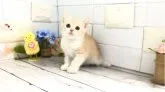 マンチカン(長足)【埼玉県・女の子・2023年5月9日・クリームタビー&ホワイト】の写真5