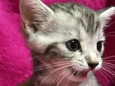 マンチカン【埼玉県・女の子・2017年6月21日・シルバーパッチドタビー】の写真5