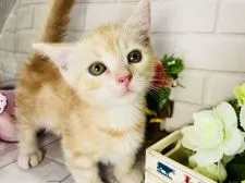 マンチカン(短足)【埼玉県・男の子・2018年3月22日・クリームタビー】の写真5