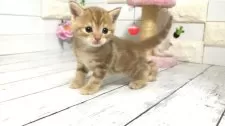 マンチカン(長足)【埼玉県・女の子・2025年5月7日・カフェオレっぽいクリーム】の写真12