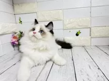 ラグドール【埼玉県・男の子・2025年5月6日・ブルーポイントバイカラー】の写真12