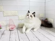 ラグドール【埼玉県・男の子・2025年5月6日・ブルーポイントバイカラー】の写真14