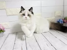 ラグドール【埼玉県・男の子・2025年5月6日・ブルーポイントバイカラー】の写真15