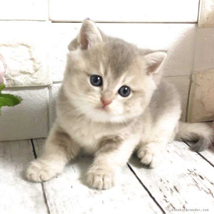 ブリーダー画像