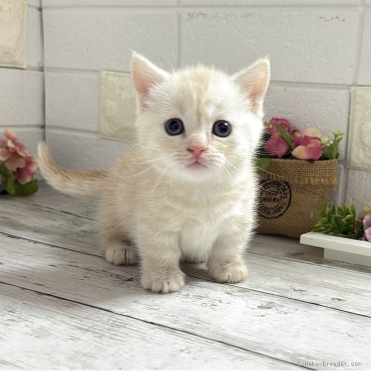 ブリーダー画像