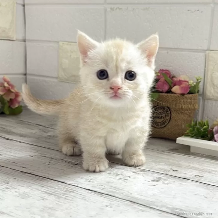 マンチカン(短足)【埼玉県・女の子・2025年10月15日・クリームタビー】の写真1