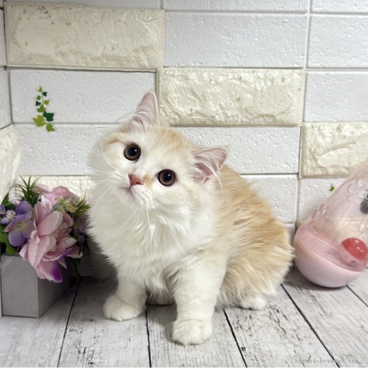 ブリーダー画像