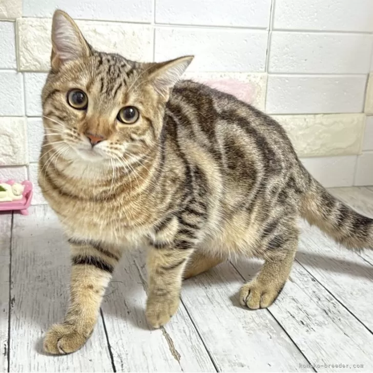 マンチカン(長足)【埼玉県・男の子・2025年5月7日・ブラウンタビー】の写真1