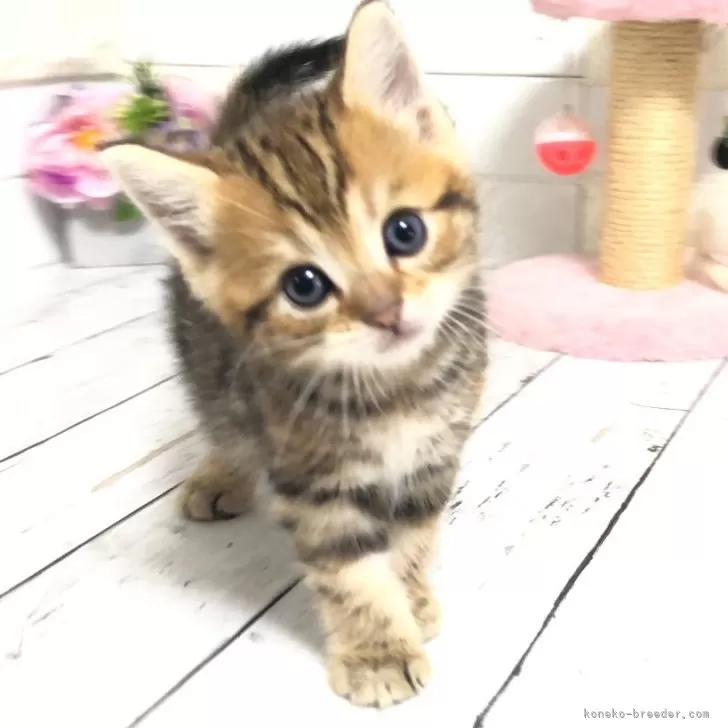 A.A 様のお迎えした子猫