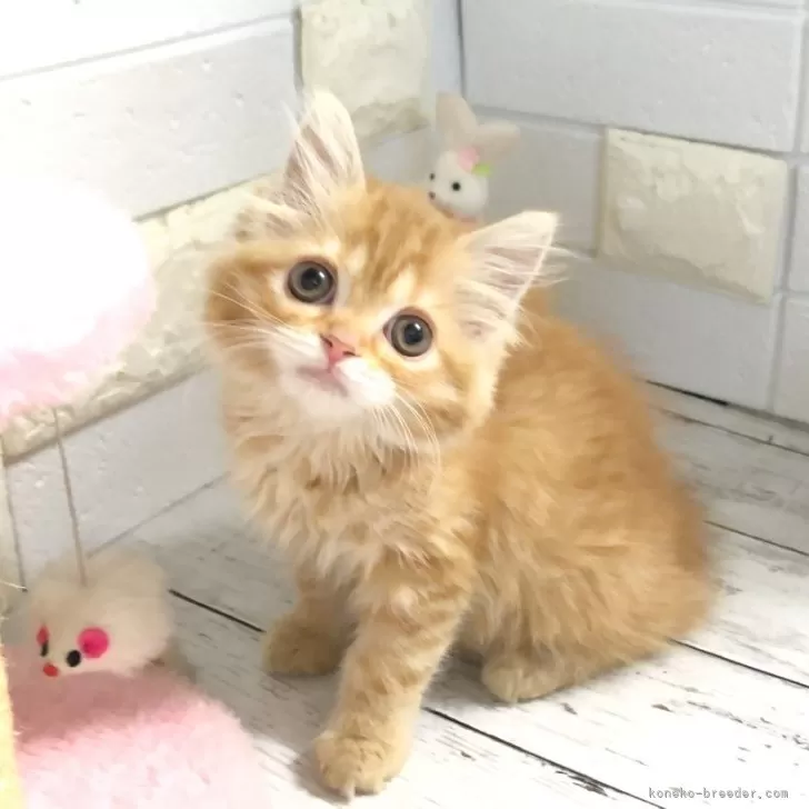 ID:2503-00367の子猫