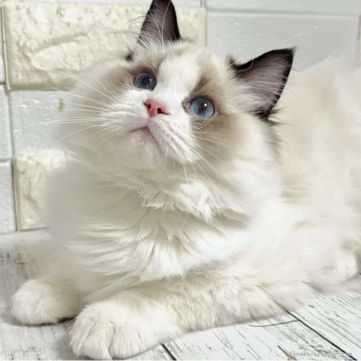 ラグドール【埼玉県・男の子・2025年5月6日・ブルーポイントバイカラー】の写真1