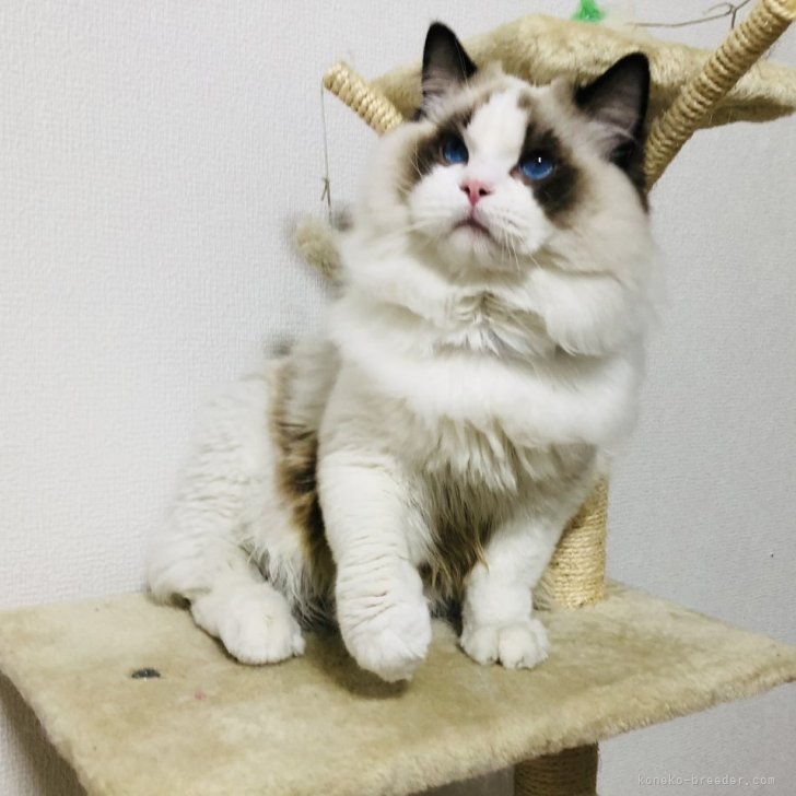 ブリーダー画像