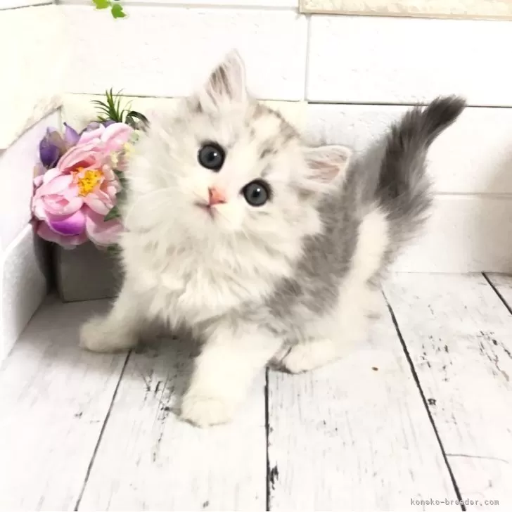 ID：2505-03765の子猫