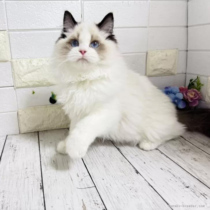 ラグドール【埼玉県・男の子・2025年5月6日・ブルーポイントバイカラー】の写真1「ワンランク上のラグドール🌟」