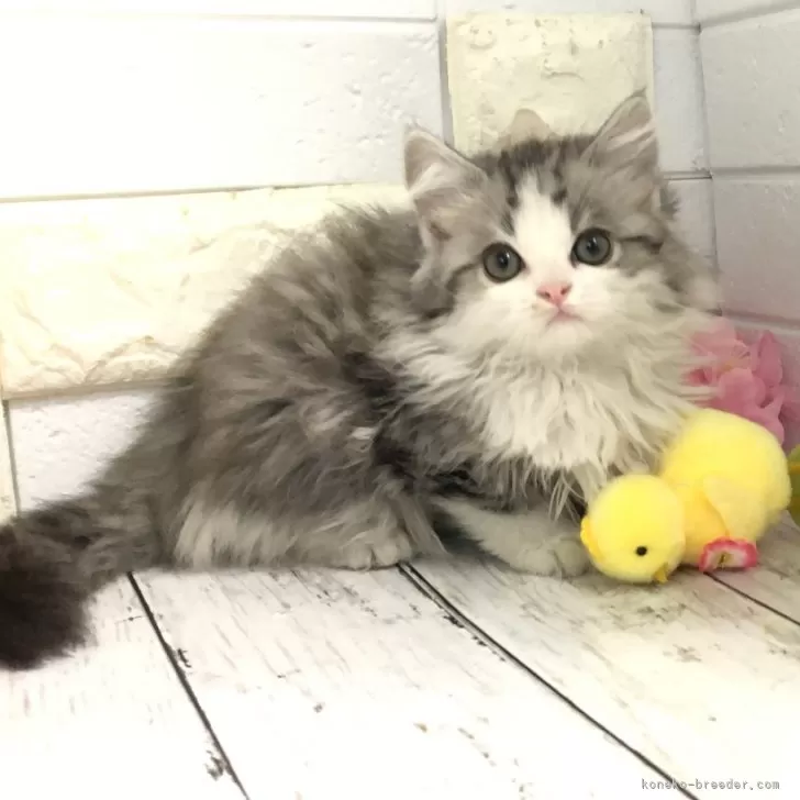 ID:2502-01503の子猫