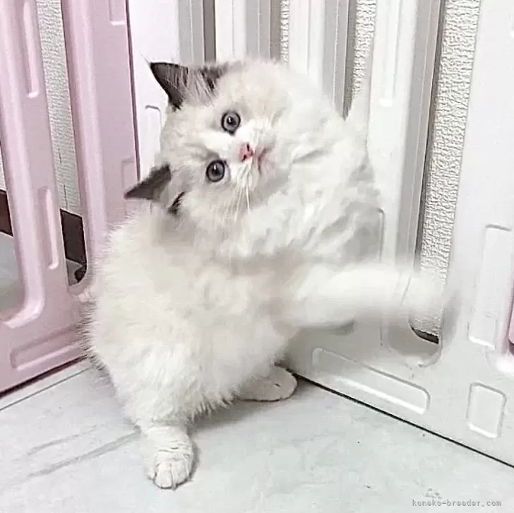 ID:2505-03772の子猫