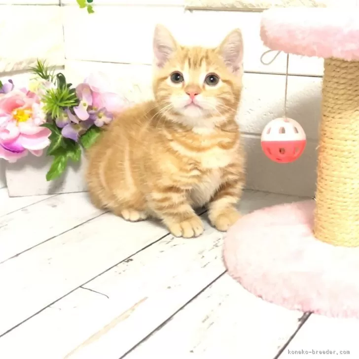 ID：2503-02132の子猫