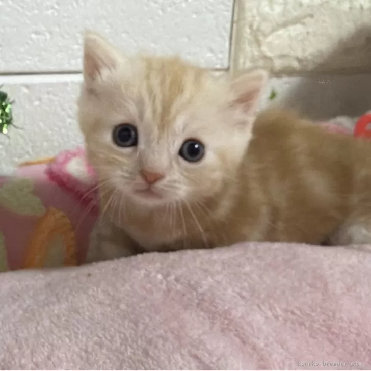 マンチカン(短足)【埼玉県・男の子・2025年11月15日・クリームタビー】の写真1