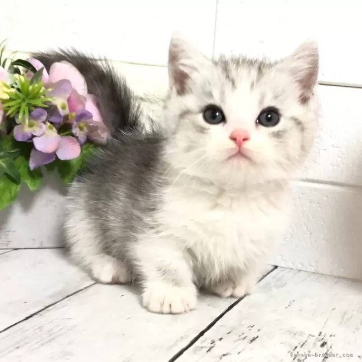 ID:2505-03757の子猫