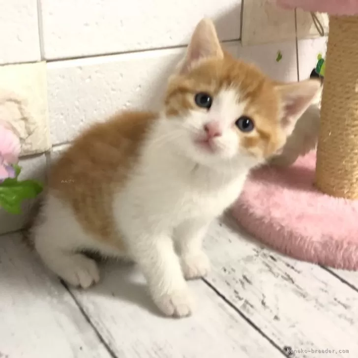 ID：2502-00263の子猫