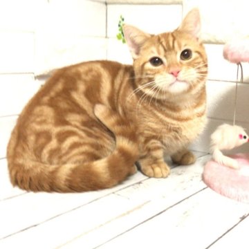 マンチカン(短足)【埼玉県・男の子・2024年5月12日・レッドタビー】の写真「人懐こく遊ぶの大好きな可愛い短足くん💕」