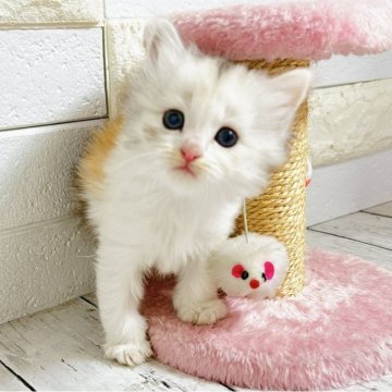 ミヌエット(長足)【埼玉県・女の子・2025年10月6日・キャリコ（長毛）】の写真「ふわふわモコモコめっちゃ可愛い長足ちゃん🩷」