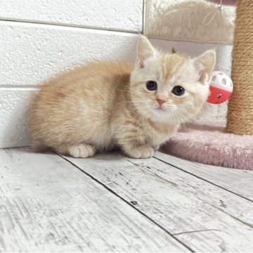 マンチカン(短足)【埼玉県・女の子・2025年11月18日・クリームタビー】の写真「まだまだ幼いですがまん丸お顔が可愛い短足ちゃん」