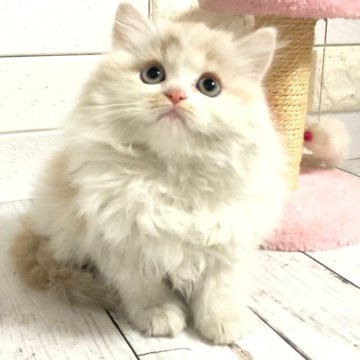 ミヌエット【埼玉県・男の子・2025年1月14日・シェルクリームアンドホワイト（ロング）】の写真「ふわふわもこもこ可愛い長足くん♡両親遺伝子◎🧬」