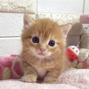 マンチカン(短足)【埼玉県・男の子・2025年11月15日・レッドタビー】の写真「まだまだ幼いですがまん丸お顔が可愛い短足くん」