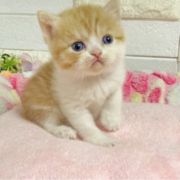 ミヌエット(長足)【埼玉県・男の子・2026年2月9日・クリームタビー&ホワイト】の写真「ふわふわモコモコめっちゃ可愛い長足くん🩷」