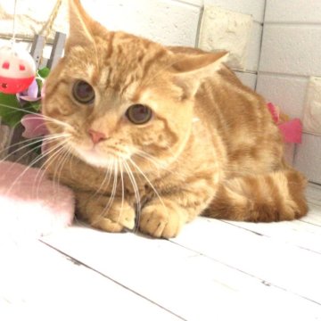 マンチカン(短足)【埼玉県・男の子・2024年5月12日・レッドタビー】の写真「おっとり可愛い短足くん❤︎」