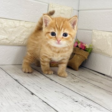 マンチカン(長足)【埼玉県・男の子・2025年11月18日・レッドタビー】の写真「まだまだ幼いですがまん丸お顔が可愛い短足くん」