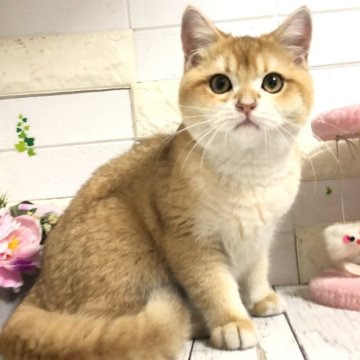 ブリティッシュショートヘア【埼玉県・男の子・2024年9月4日・ブラックゴールデン】の写真「両親外産めっちゃまん丸お顔の可愛い男の子君💕」