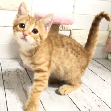 マンチカン(長足)【埼玉県・男の子・2025年4月18日・レッドタビー】の写真「幼いお顔が可愛い長足くん🧬両親クリア🧬」