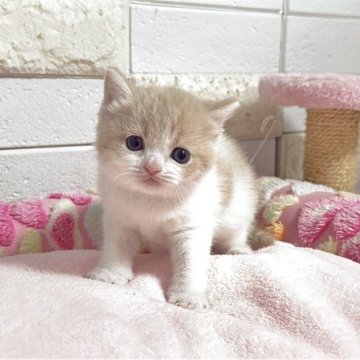 マンチカン(短足)【埼玉県・男の子・2025年11月15日・クリームタビーアンドホワイト】の写真「まだまだ幼いですがまん丸お顔が可愛い長足ちゃん」