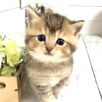 ブリティッシュショートヘア【埼玉県・男の子・2025年5月31日・ブラックゴールデン】の写真「甘えん坊でめっちゃ可愛い子💕新色のブリちゃん🐈」