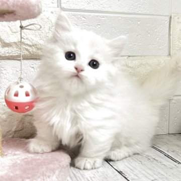 ミヌエット(短足)【埼玉県・男の子・2025年10月6日・シェルクリーム&ホワイト（長毛）】の写真「ふわふわモコモコめっちゃ可愛い短足くん💕」